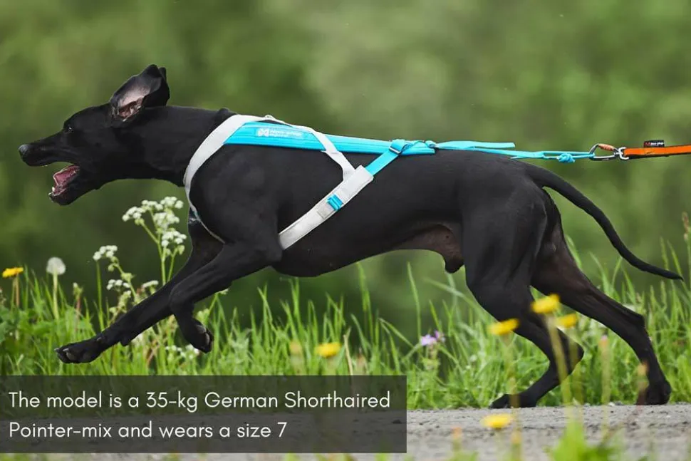 Non-stop Dogwear Freemotion Harness 5.0 Size 6 Blue/Grey