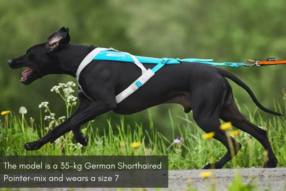 Non-stop Dogwear Freemotion Harness 5.0 Size 6 Blue/Grey Clearance