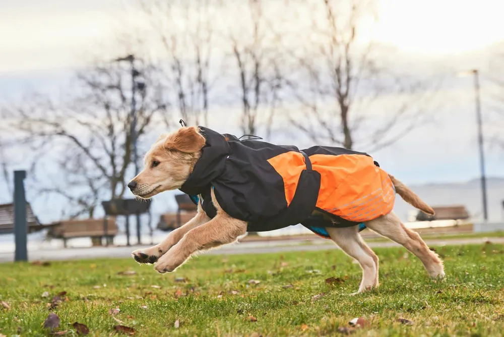 Online Glacier Dog Jacket 2.0 Hund