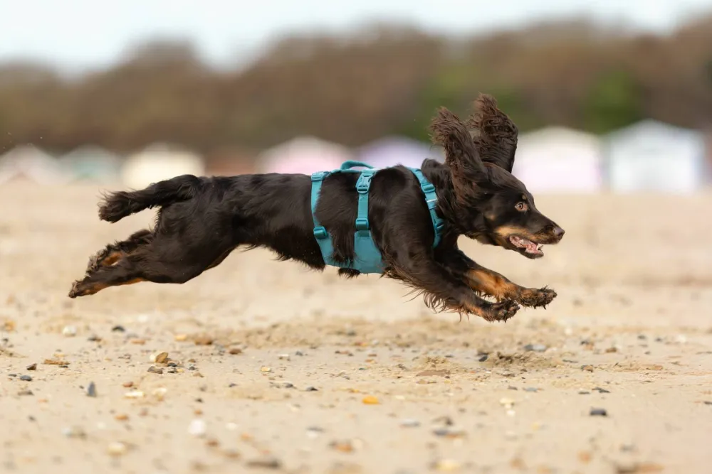 Non-stop Dogwear Ramble Harness Long Blue Online