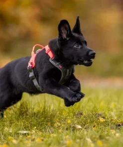 Non-stop Dogwear Ramble Harness Black/Pink