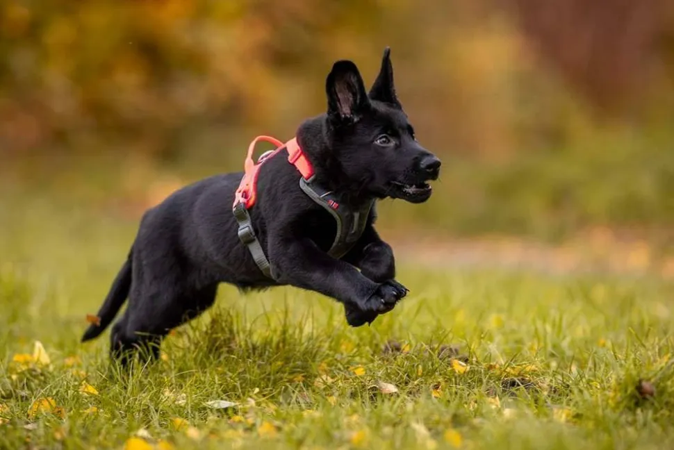 Non-stop Dogwear Ramble Harness Black/Pink