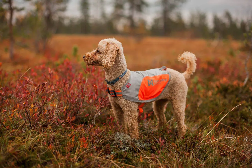 Non-stop Dogwear Reflection Blanket orange Outlet