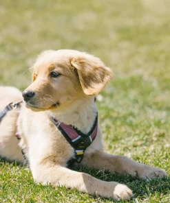 New Alpine Reflective Comfort Harness Hund