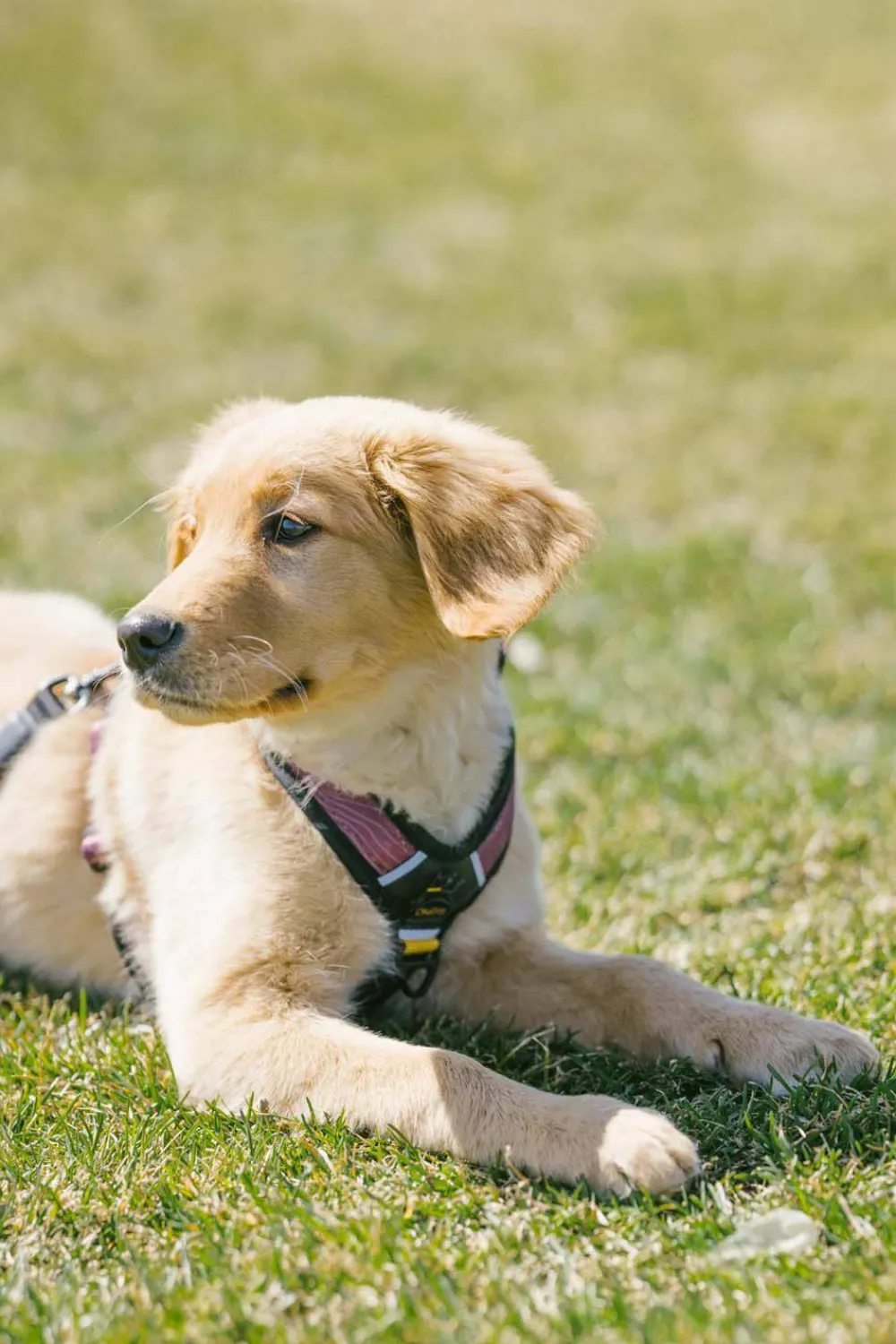 New Alpine Reflective Comfort Harness Hund