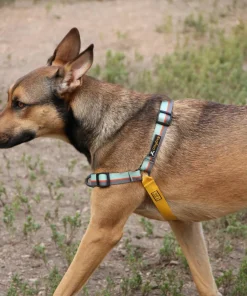 Sale Essential Harness Hund