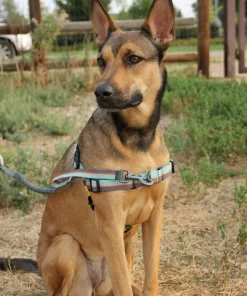 Sale Essential Harness Hund