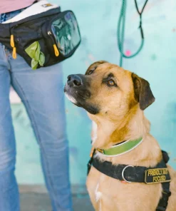 OllyDog Flagstaff Reflective Comfort Collar Cactus