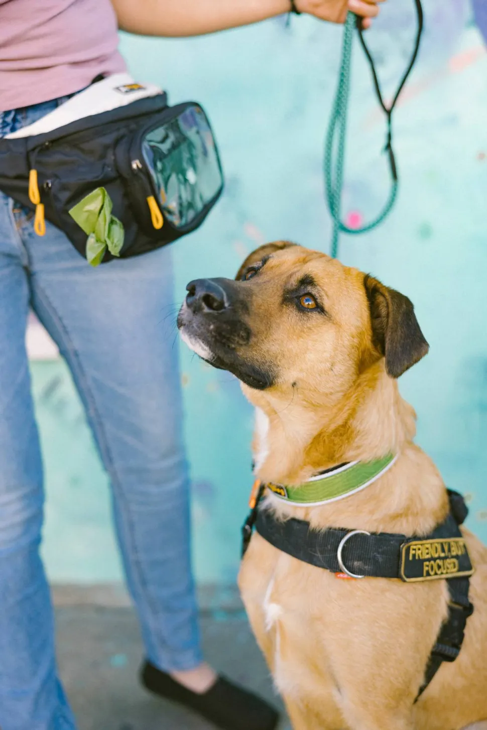 OllyDog Flagstaff Reflective Comfort Collar Cactus