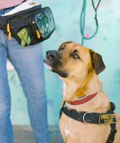 Hot Flagstaff Reflective Comfort Collar Hund