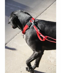 OllyDog Tilden Collar Teal