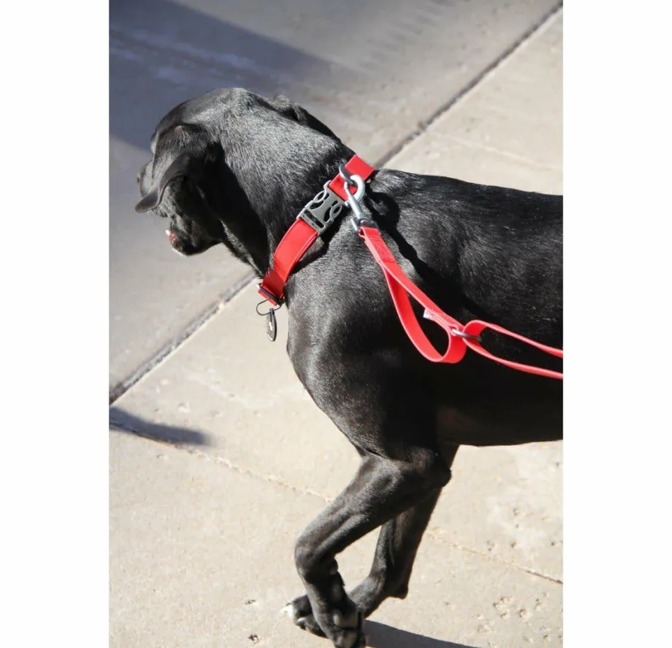 OllyDog Tilden Collar Teal