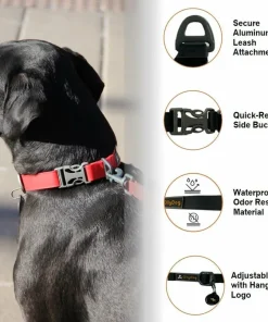 OllyDog Tilden Collar Teal