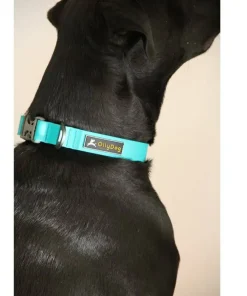 OllyDog Tilden Collar Teal