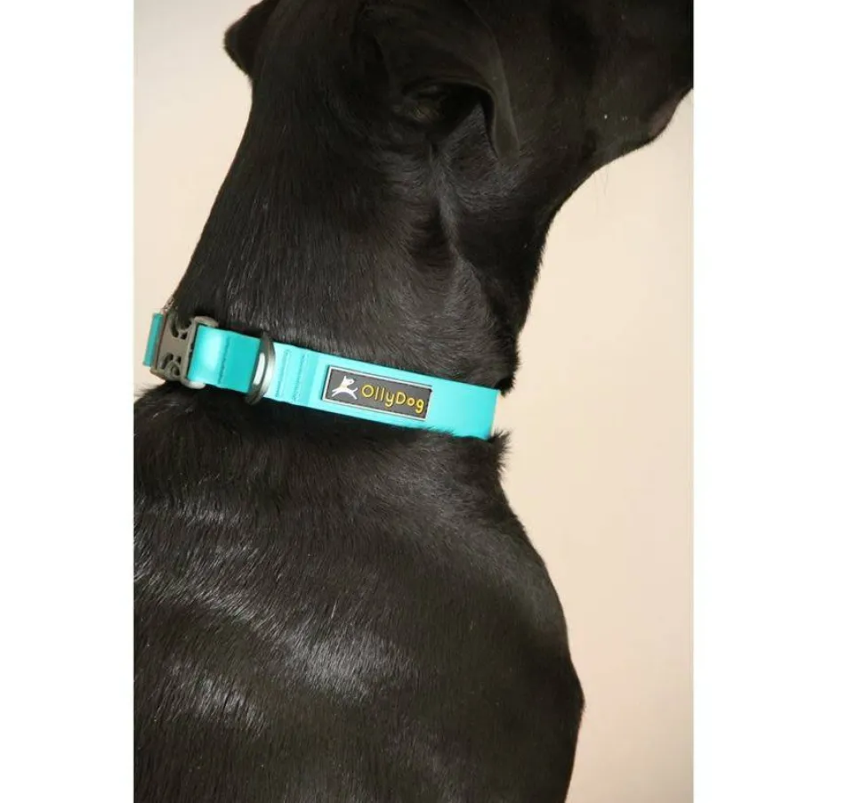 OllyDog Tilden Collar Teal