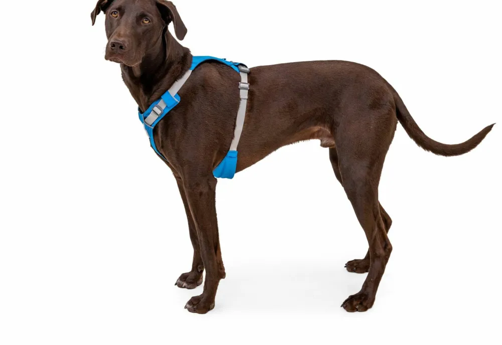 Ruffwear Hi & Light™ Harness Blue Dusk Best